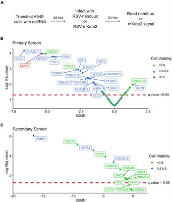 Identification of Cytoplasmic Chaperone Networks Relevant for Respiratory Syncytial Virus Replication